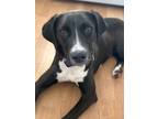 Adopt Chief a Labrador Retriever, Mixed Breed