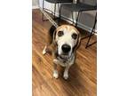 Adopt Blueberry a Mixed Breed