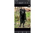 Adopt Basil (Cindys) a Labrador Retriever