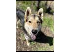 Adopt Kody Tabasco (Cindys) a German Shepherd Dog