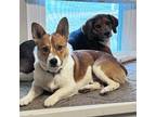 Adopt Winchester a Corgi