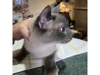 Adopt Blue Eyes a Siamese, Domestic Short Hair