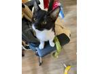 Adopt Jack a Tuxedo