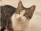 Adopt Stevie a Domestic Short Hair