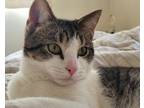 Adopt Stevie a Domestic Short Hair