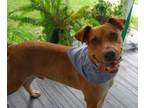 Adopt Hunk a Labrador Retriever