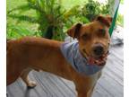 Adopt Hunk a Labrador Retriever