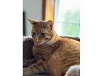 Adopt Squishy - Oregon a Tabby, Domestic Short Hair