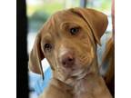 Adopt Winston a Labrador Retriever, Mixed Breed