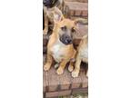 Adopt Earnhardt a Mixed Breed