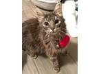 Adopt Vulcan a Maine Coon, Domestic Long Hair