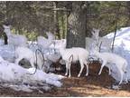 White deer