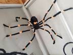 Large spider
