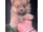 Pomeranian Puppy for sale in Opelika, AL, USA