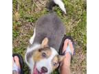 Pembroke Welsh Corgi Puppy for sale in Greensboro, NC, USA