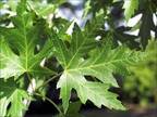 Potted Silver Maple Trees-5 foot plus-$60 or 5 for $285