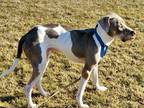 Blaze Weimaraner Adult Male