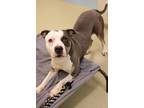 Saint American Pit Bull Terrier Adult Male