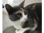Butter Domestic Shorthair Adult Female