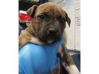 Barney American Staffordshire Terrier Puppy Male