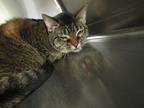 Tam Tam Domestic Shorthair Adult Female