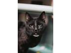 71911a Voldessnort Domestic Shorthair Adult Male