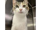 Kate Domestic Shorthair Young Female
