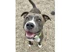 Diva American Pit Bull Terrier Young Female
