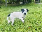 Freckles Dalmatian Puppy Female