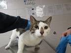 Oliie Domestic Shorthair Adult Male