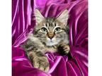 Baby Girl Domestic Mediumhair Kitten Female
