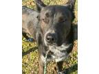 Kobe Australian Cattle Dog Adult Male