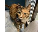 Lorna Domestic Shorthair Senior Female