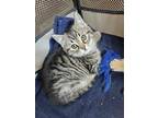 Texas Domestic Shorthair Kitten Female