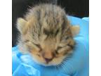 Primrose Domestic Shorthair Kitten Female