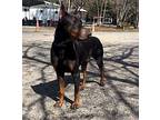 Kane Doberman Pinscher Adult Male