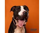 Gabe (Arvin in Foster) American Pit Bull Terrier Adult Male
