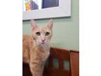 Fox Domestic Shorthair Adult Female