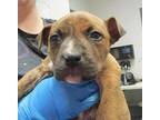 Fred American Staffordshire Terrier Puppy Male
