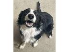 Spurr Border Collie Young Male