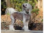 Mannie Chinese Crested Adult Male