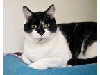Pancake bonded with KitKat Domestic Shorthair Adult Male