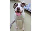 Raskal American Pit Bull Terrier Adult Male