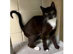 Jasper Domestic Shorthair Young Male