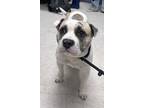 Donna English Bulldog Adult Female