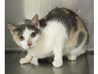 Patches Domestic Shorthair Adult Female