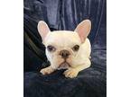 Phoebe French Bulldog Young Female