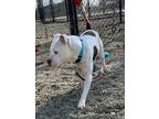 Tank American Pit Bull Terrier Adult Male