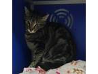 Bacon Domestic Shorthair Young Female