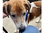 Finnegan~ Jack Russell Terrier Senior Male